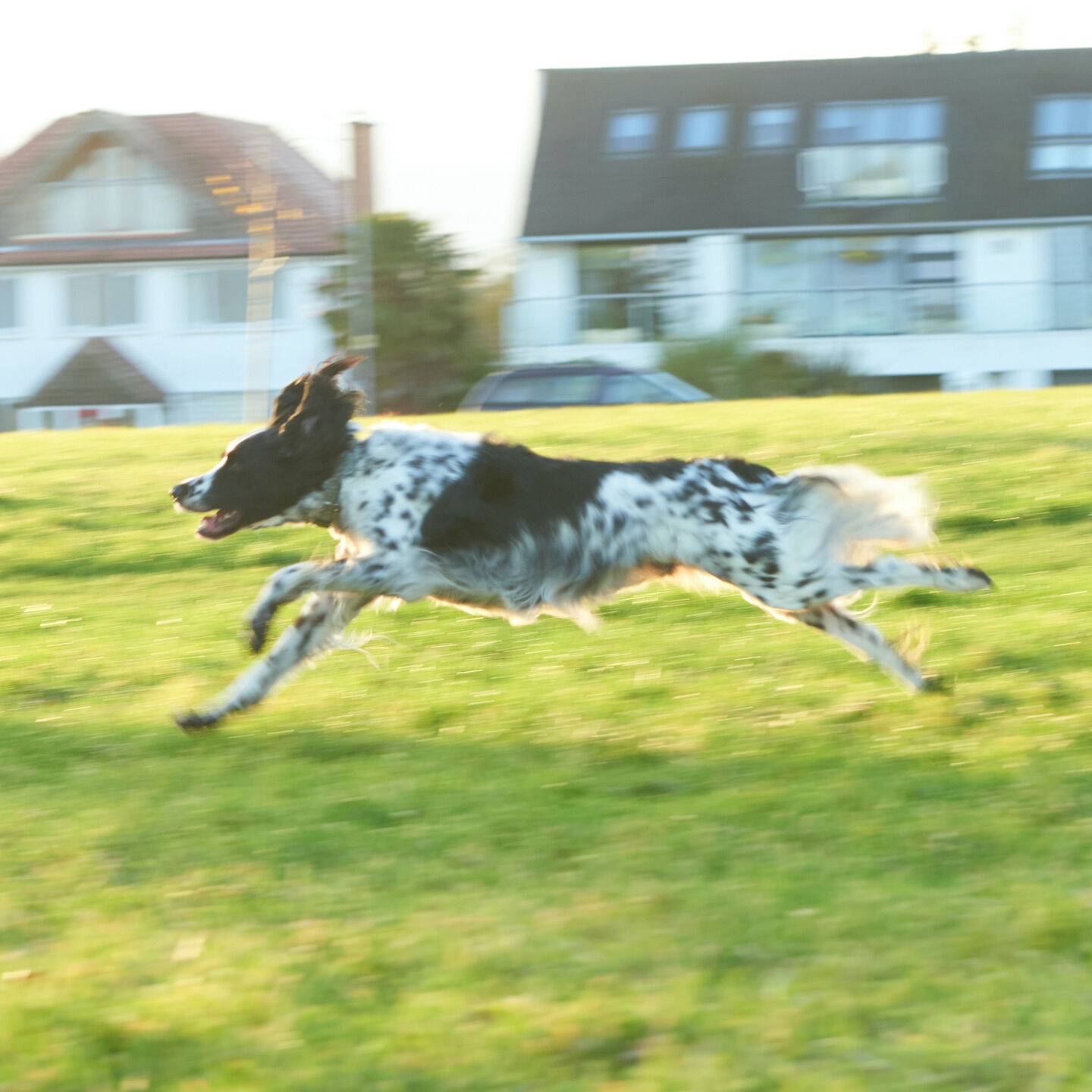 <b>I THINK MY DOG IS OVERWEIGHT - WHAT CAN I DO?</b><br><br>Discover simple exercise and diet tips for healthy dog weight loss...</br>